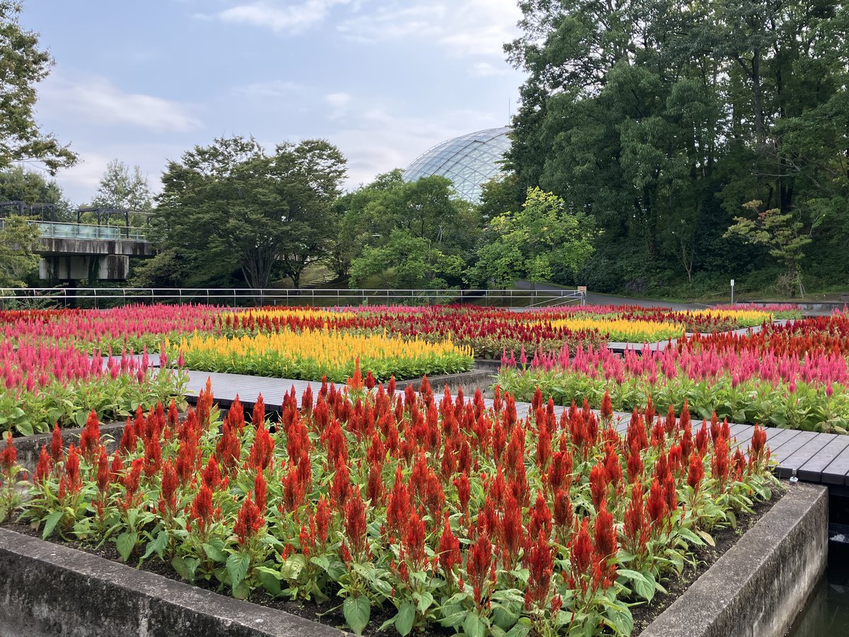 水上花壇・ケイトウ