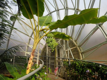 2025.12.23 (南館67) (バナナ15).JPG