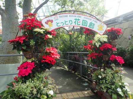 2025.11.11 (ポインセチア17).JPG