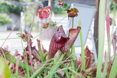 食虫植物・香りの広場8月25日（25）.JPG