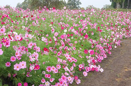 秘密の花園（コスモス）