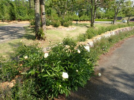つるバラの森横シャクヤク.JPG