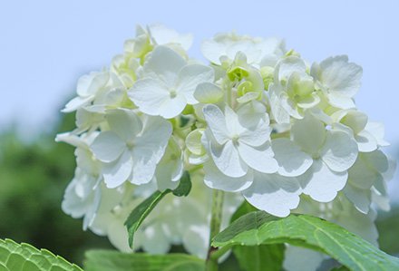 綿帽子・アジサイ