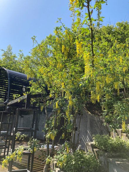 キングサリ とっとり花回廊