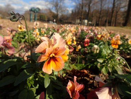 2025.12.9 (花壇) (樹林下パンジー2).JPG