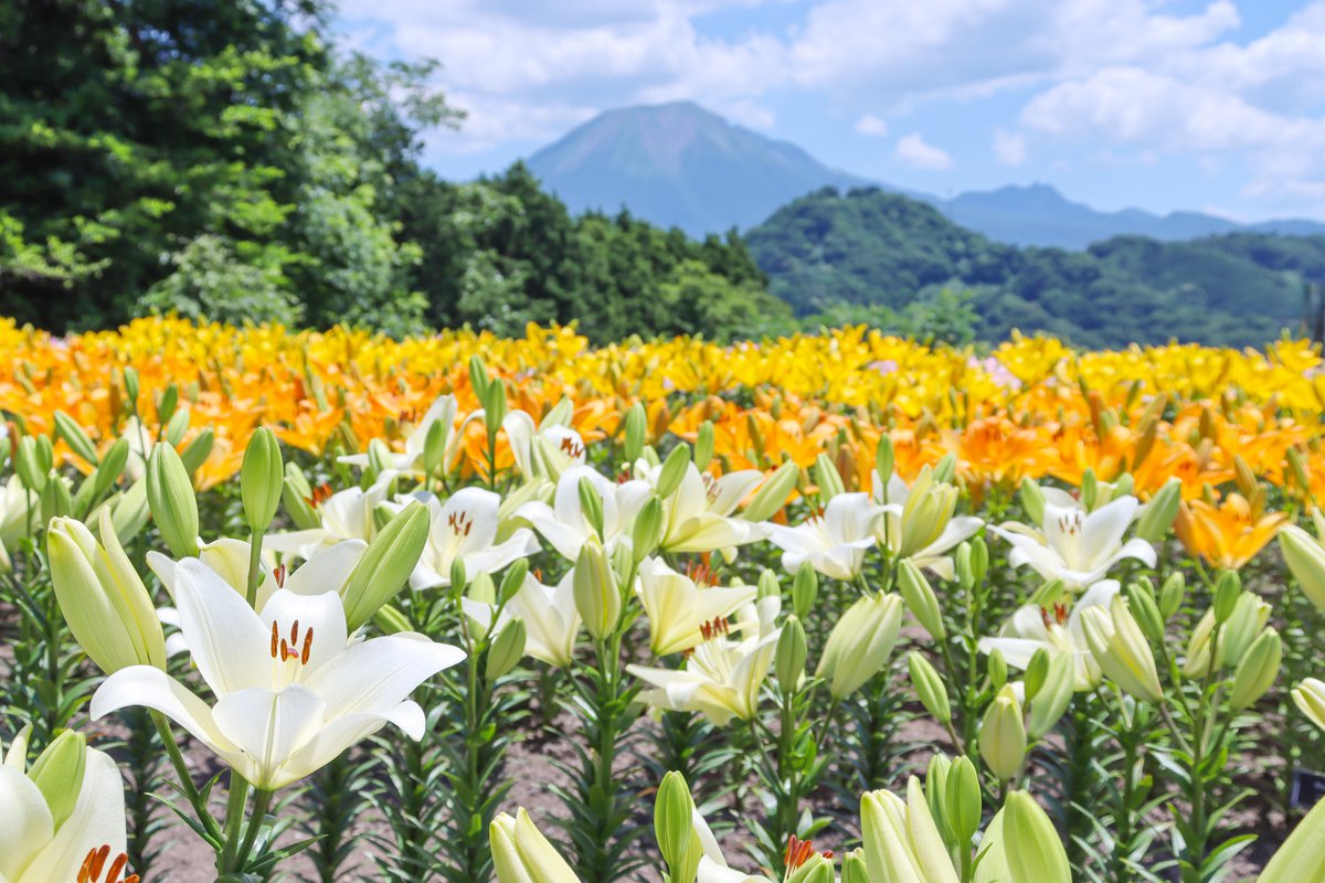 ★ユリ・秘密の花園6月13日（2）.JPG