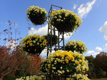 2025.11.11 (霧の庭園) (パンジーハンギング125).JPG