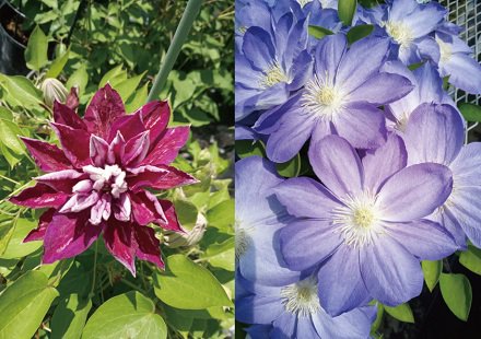 花回廊オリジナル品種