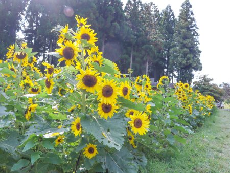 ★★ヒマワリ・東館裏11月2日（32）.JPG