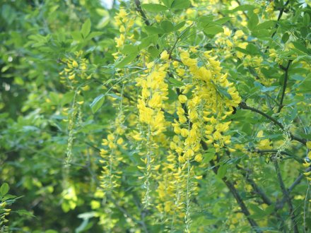 キングサリ とっとり花回廊