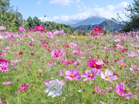 ★★コスモス・秘密の花園10月24日（32）.JPG