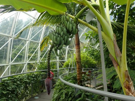 2025.10.15 (南館) (アイスクリームバナナ12).JPG