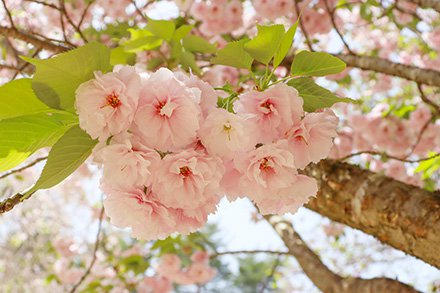 ★サクラ・ベニユタカ・桜の広場4月17日（3）-440.jpg