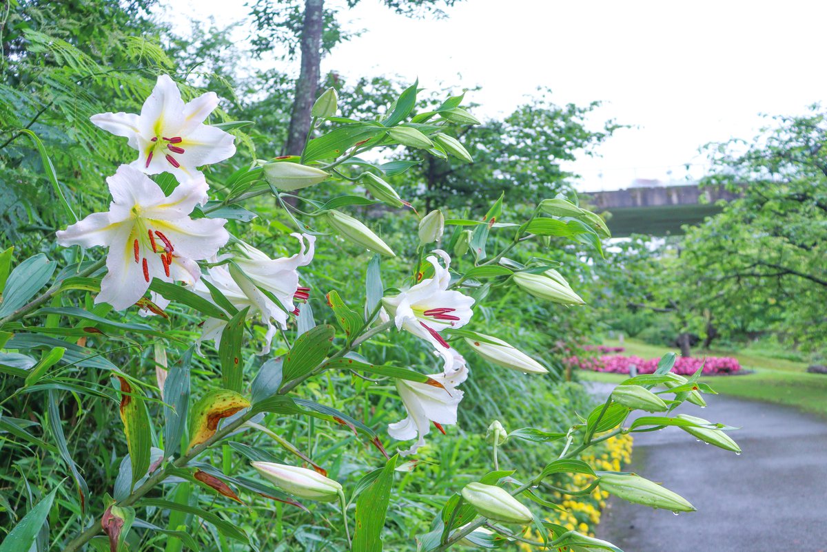 ★ユリ・サクユリ・花の谷7月6日（1）.JPG