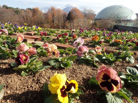 2025.12.10 (西館テラス前花壇パンジーレストラン側21).JPG