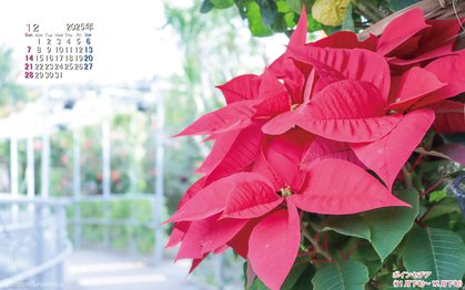 ポインセチアの壁紙