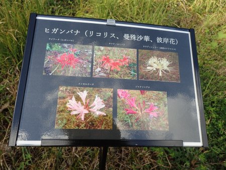 新品種ヒマワリ・コンサートベル