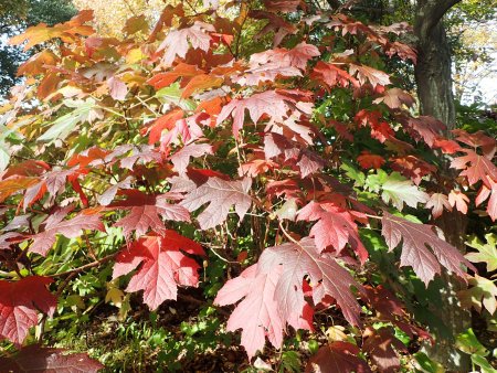 2025.11.12 (紅葉の庭カシワバアジサイ11).JPG