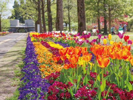 20260308（チューリップ）・東館通り4月13日（1）.jpg