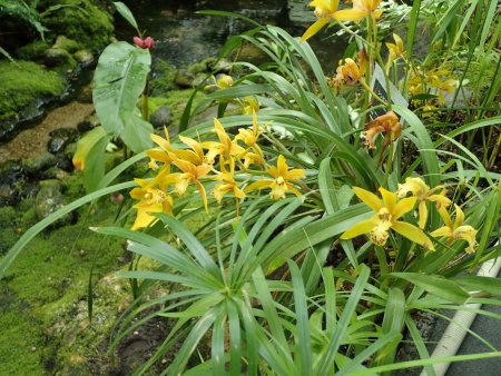 2025.12.23 (南館67) (シンビジューム8).JPG