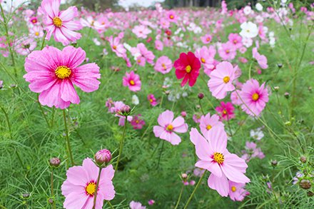 秘密の花園（コスモス）