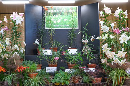 原種ユリリレー展示