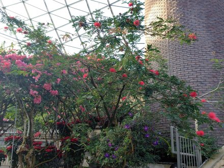 ドーム）キャリアンドラ2025.12.15  (2).JPG