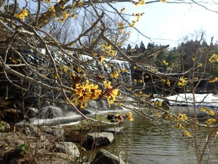 2026.2.13 (マンサク) (22).JPG