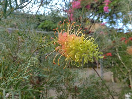 ドーム）グレビレア・ピーチズアンドクリーム2025.12.15 (1).JPG