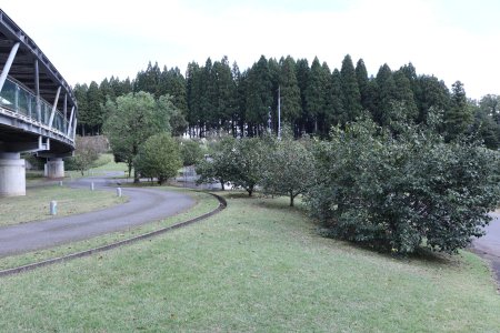 07★ツバキ・霧の庭園周辺10月29日（82）.JPG