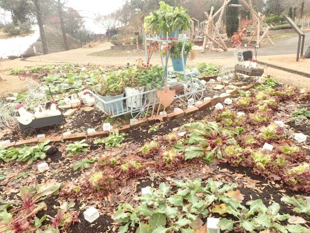 2025.12.31 (野菜畑48).JPG