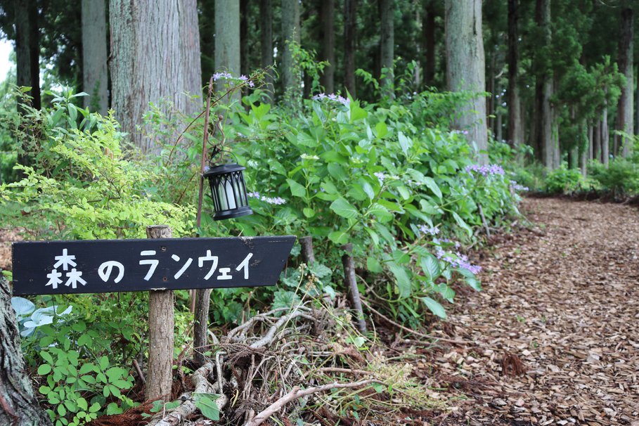 森のランウェイ6月9日（3）IMG_9808.JPG