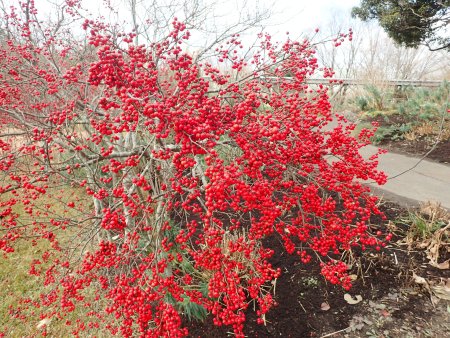 2025.12.31 (ウメモドキ34).JPG