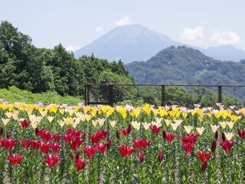 ユリ・秘密の花園6月29日（2）.JPG
