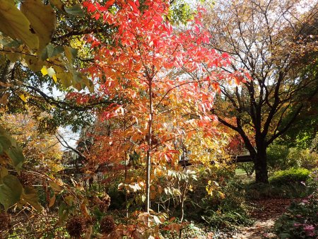 2025.11.12 (紅葉の庭スズランノキ7).JPG