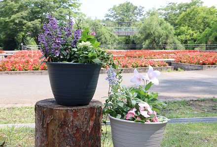 初夏の寄せ植え体験