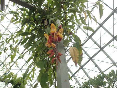 2026.1.20ドーム (ツンベルキアマイソレンシス7).JPG