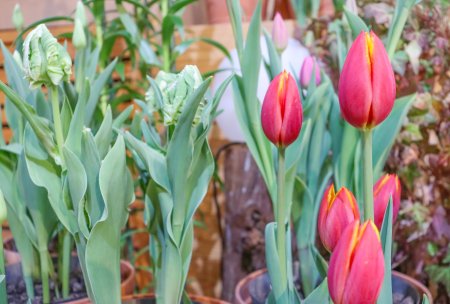 真冬のチューリップ