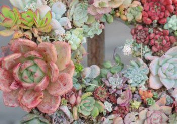 多肉植物 (2).JPG