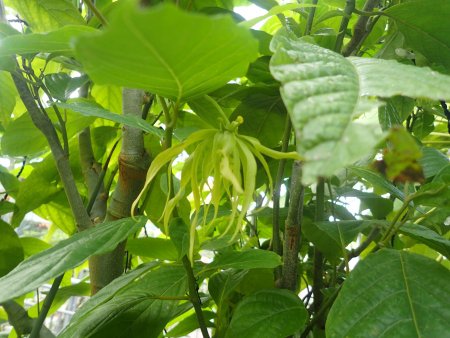 2025.11.4 (フラワードーム) (イランイランノキ14).JPG