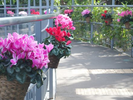 ドーム）スロープ シクラメン2026.2.5 (2).JPG