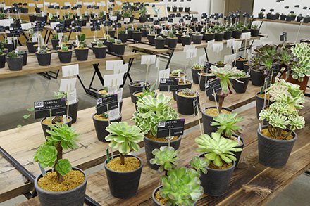 ☆多肉植物展示・ドーム研修室10月4日（5）-440.jpg