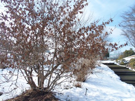 ヨーロピアン裏）マンサク（赤）2026.2.5 (1).JPG