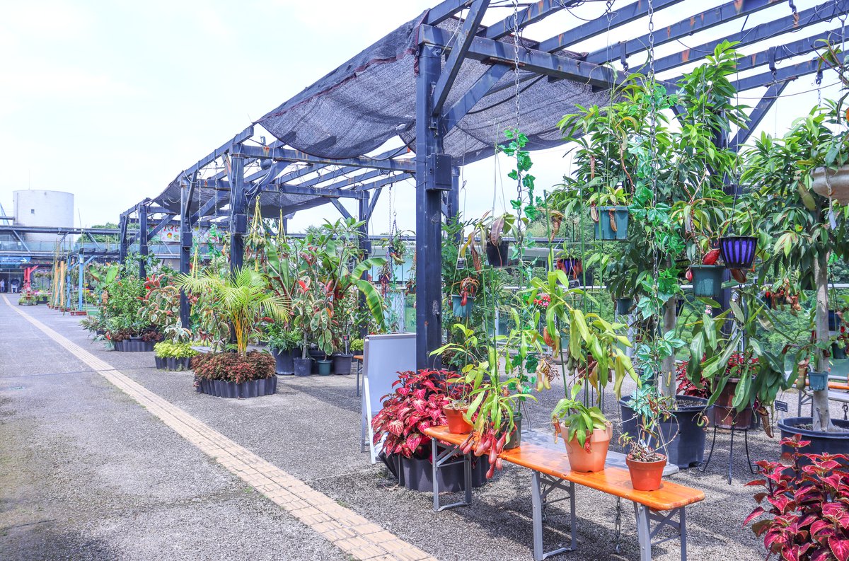 食虫植物展・プロムナード7月18日（3）.JPG