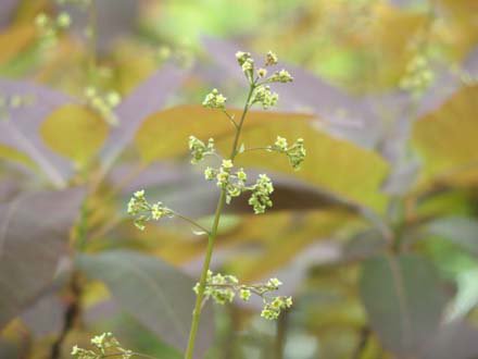 スモークツリー とっとり花回廊