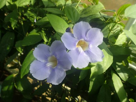 2025.12.9 (南館) (ベンガルヤハズカズラ) (12).JPG