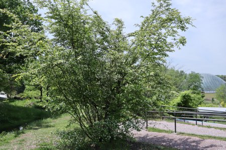 カマツカ・花の丘5月2日（42）IMG_7280.JPG
