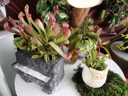 食虫植物展・寄せ植え.jpg