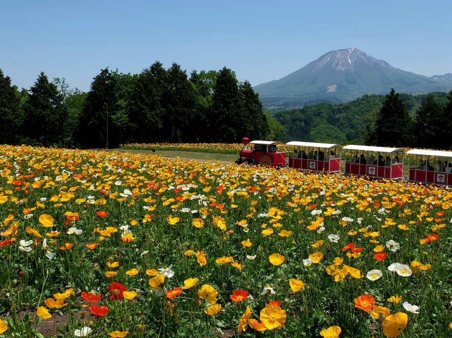 花の丘のポピー畑