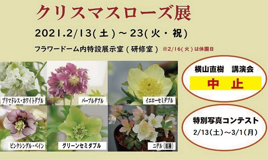 クリスマスローズ展 とっとり花回廊